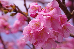 河津桜4