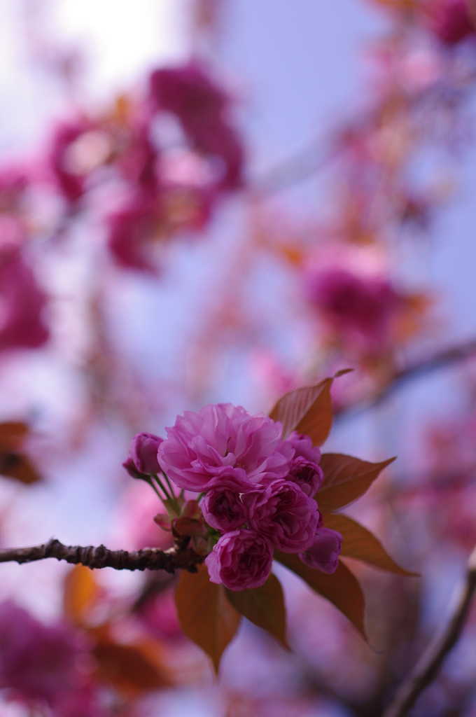 八重桜1