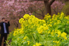河津桜2