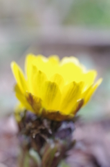 自宅の花(名前不明)