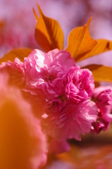 八重桜3