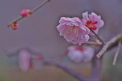 自宅の梅