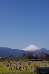 田圃