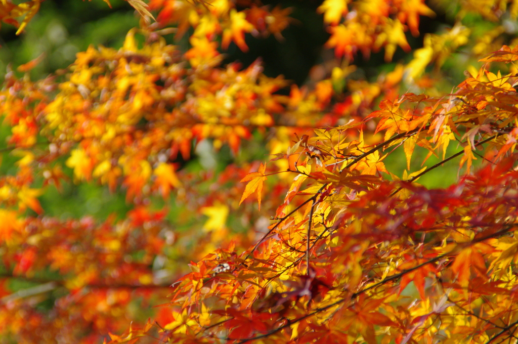 黄金色の紅葉