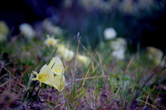 小さき花