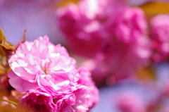 八重桜4