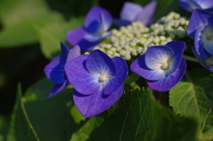 紫陽花1