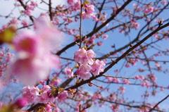 河津桜2