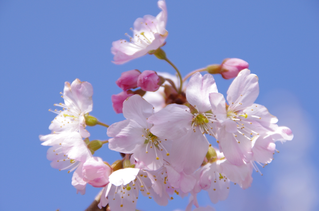春めき（足柄桜）
