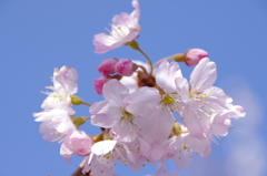 春めき（足柄桜）