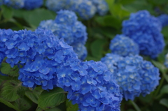 紫陽花4