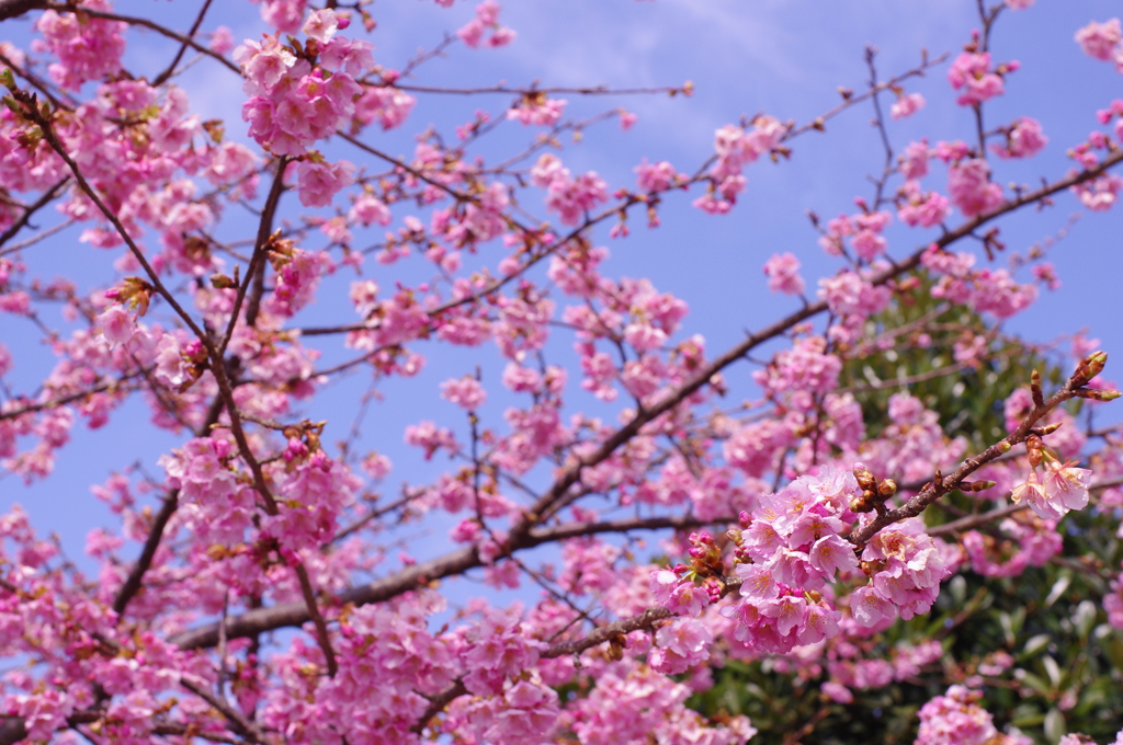 河津桜6