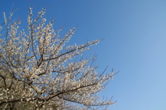 曽我梅林04