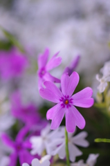 芝桜2