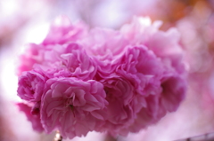 八重桜2