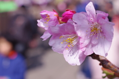 河津桜7