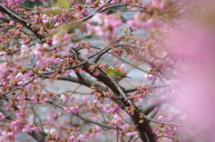 河津桜3