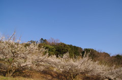 曽我梅林03