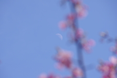 桜越しにみゆる月