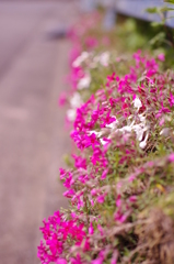 芝桜