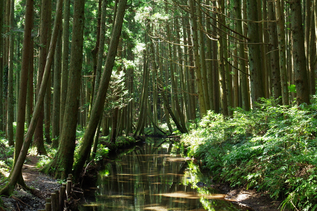 清流の森