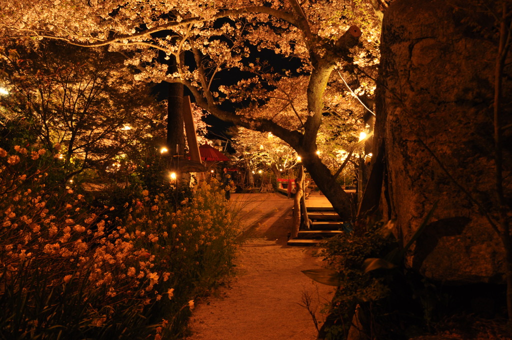 貸切夜桜
