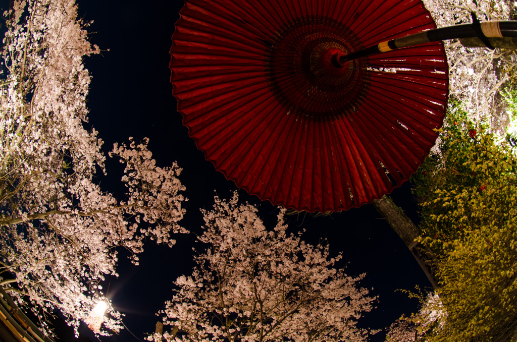 桜傘