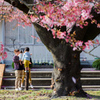 優しい桜雨