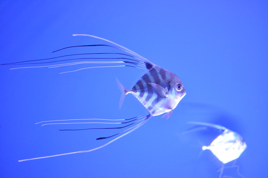 綺麗な魚さん