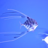 綺麗な魚さん