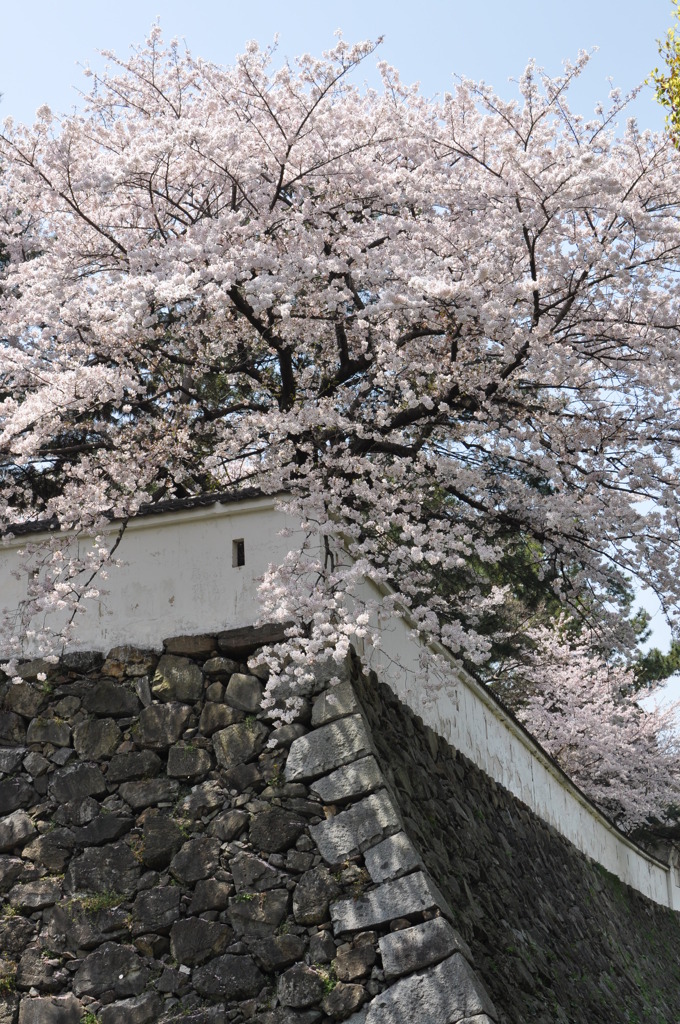 石垣と桜