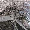 石垣と桜