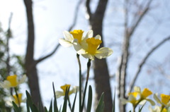 春の花たち