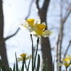 春の花たち
