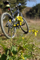 サイクリング