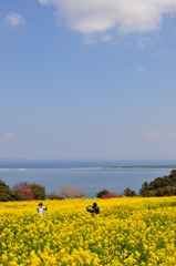 幸せの花