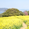 春の細道