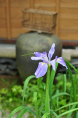 鳥が来たら教えてね(^^)