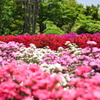 花に癒されて。