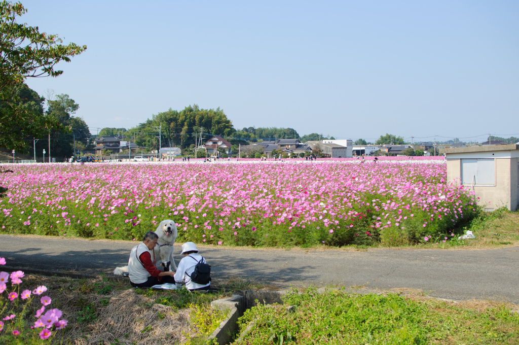 秋日和