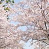 見上げれば春。