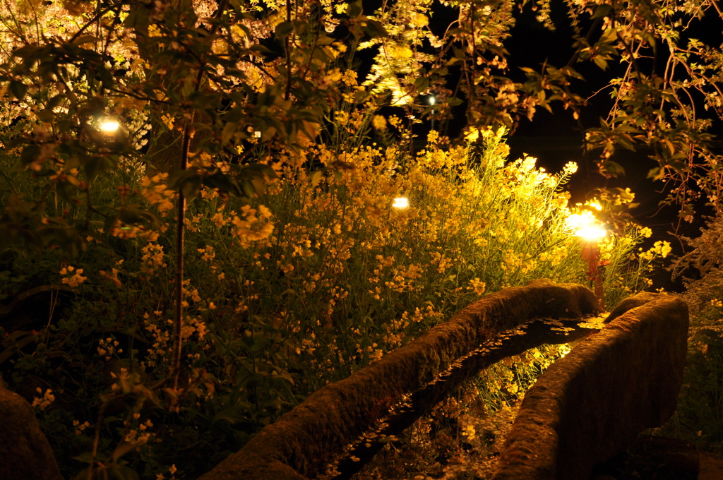 夜菜の花