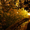 夜菜の花