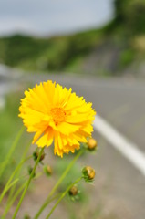 路傍の花