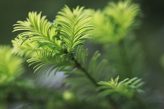 新芽