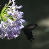 黒アゲハ蝶