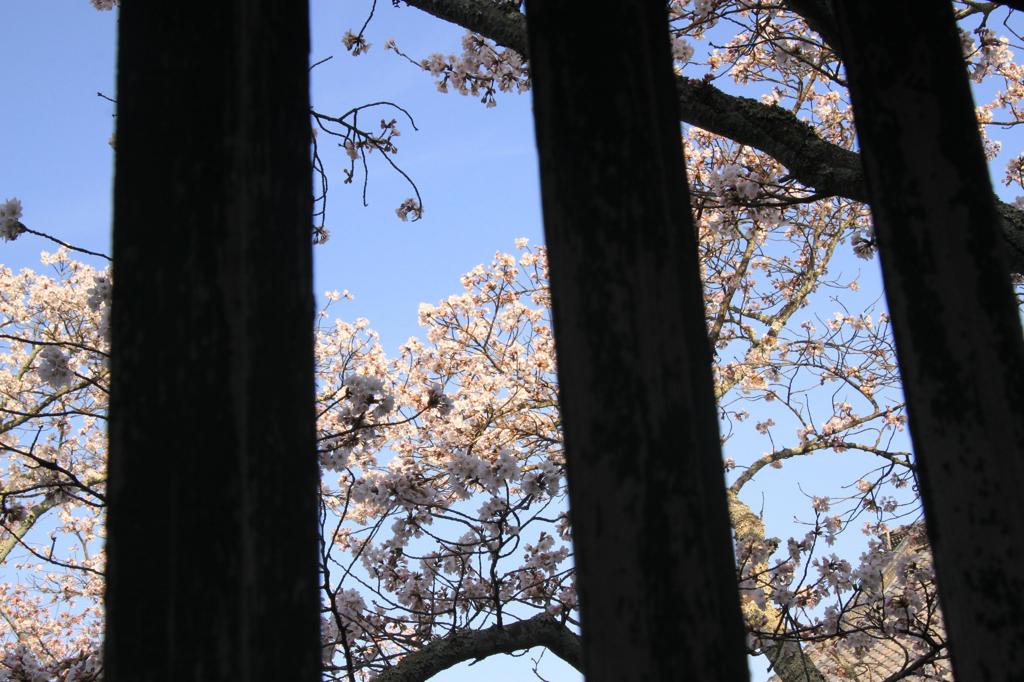 格子からの桜