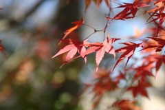紅葉