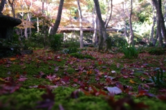 紅葉の庭