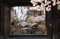 山門と桜